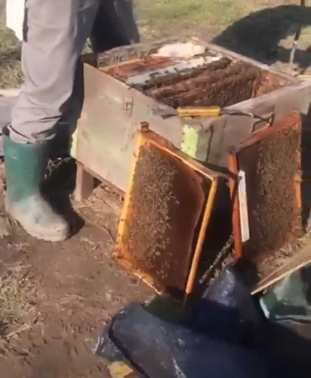 Vand 15 familii de albine