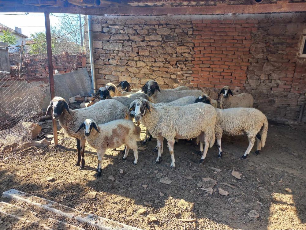 Овце, кочове и агнета за продан