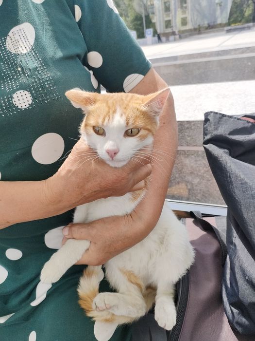 Отдаю бесплатно кота