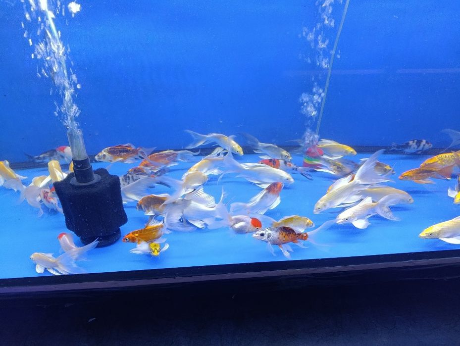 обслуживание аквариума