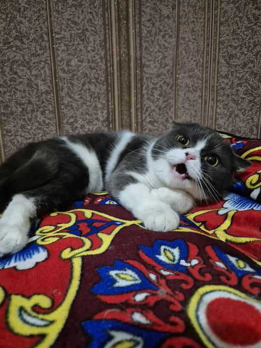 Sotiladi arzon narxda