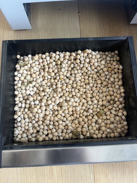 Mazăre de primăvara Audit