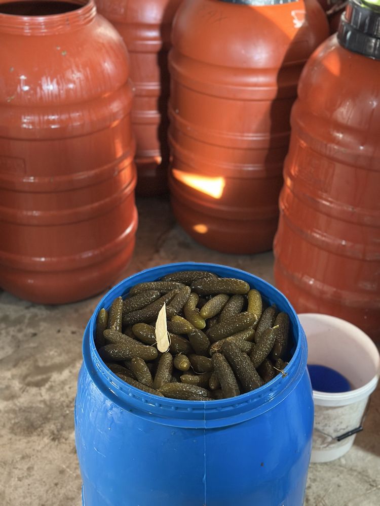 Castraveti proaspeti murati la saramura
