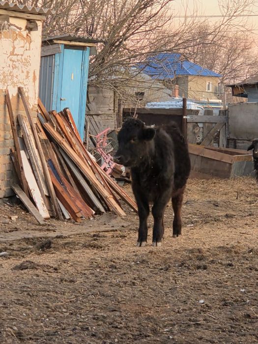 Телочка продам 8 9 месячны