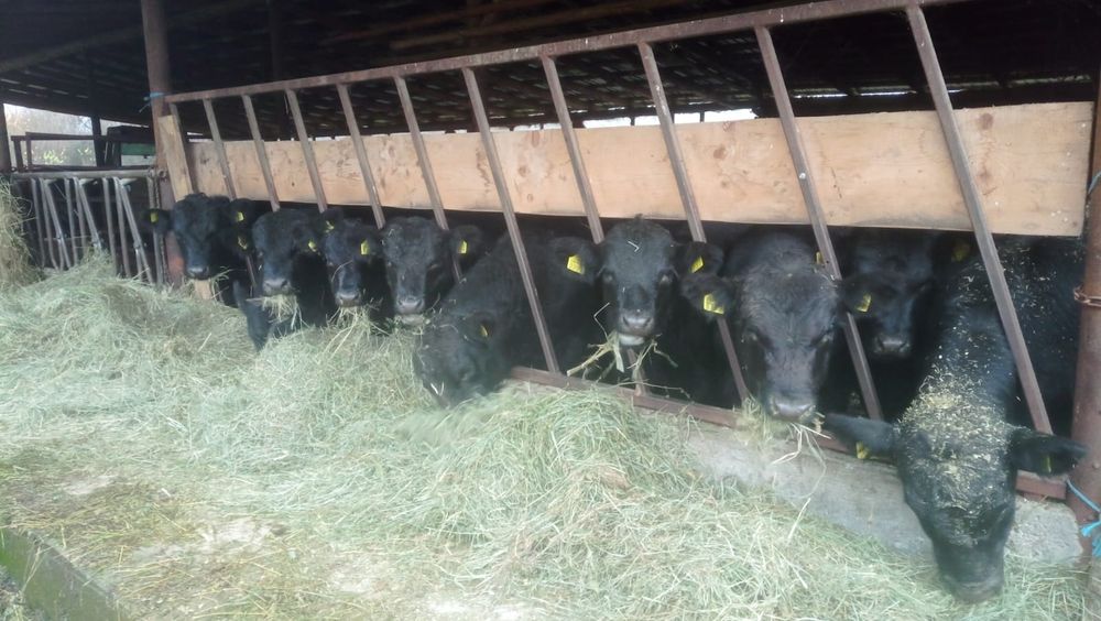 Taurasi angus 200-250 kg