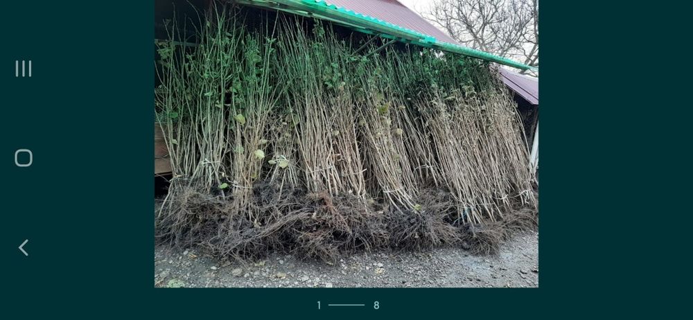 Nuci chandler.Aluni.Nuc negru.Forestier.Stejar.Paulownia.Plantare.>RO