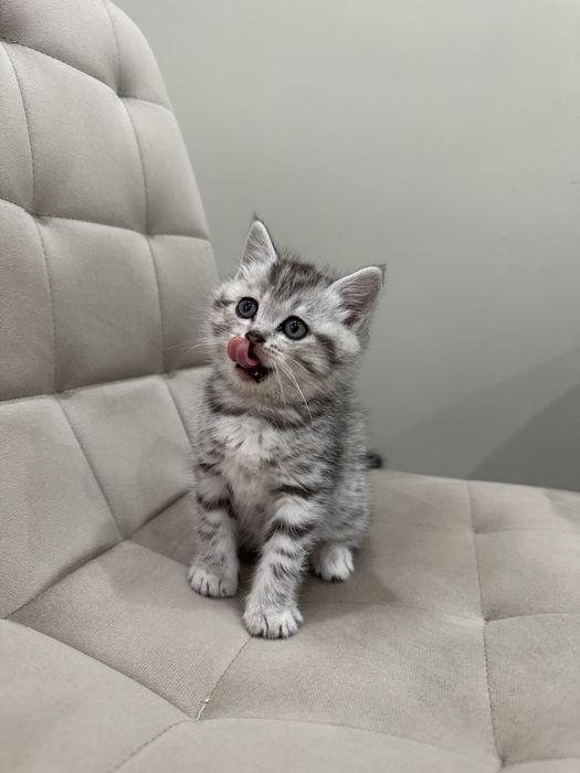 Шотландский котёнок
