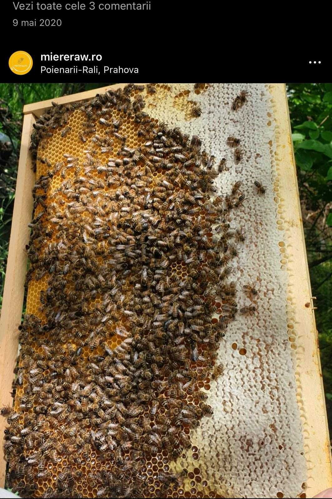 Vand Familii de albine | Roiuri | Stupi | Miere