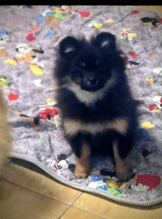 Малый шпиц . Черно подпалый