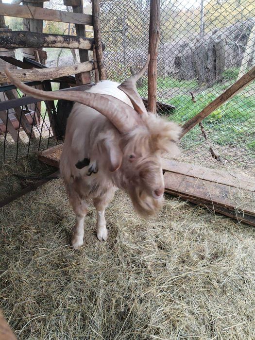 Кози  Пръч на 2 г