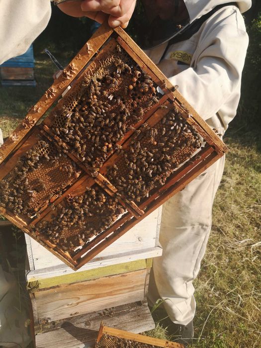 Пчелни майки и отводки от лицензиран производител-27 лв-ПФ