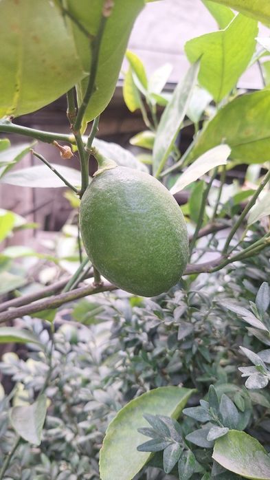 Продам дерево лимона