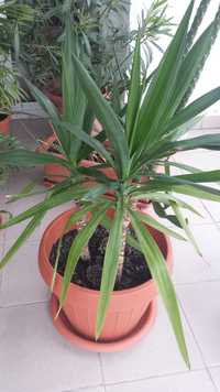 Vand Yucca planta decorativa de interior