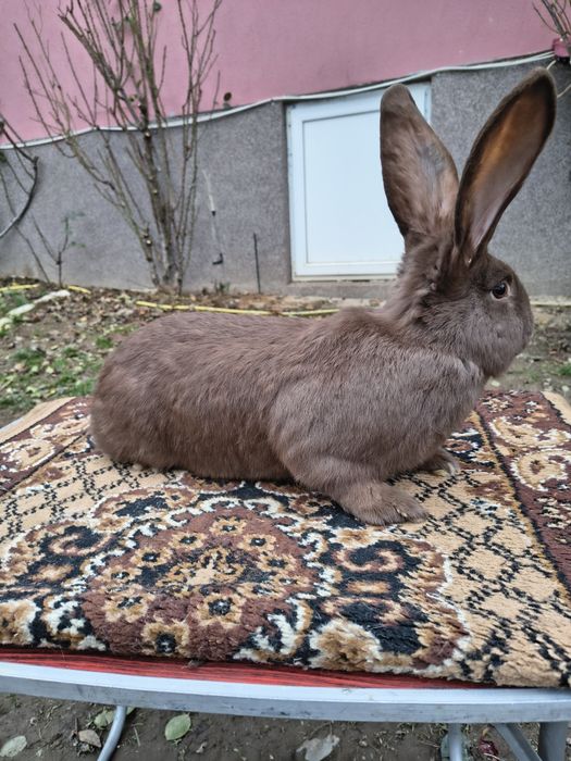 Mascul Pestriț German