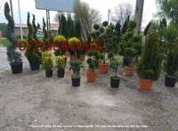 Plante Decorative