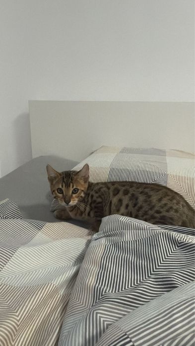 Pisica bengal isi cauta casuta