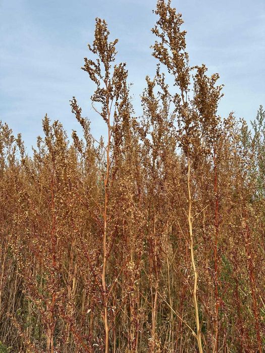 Samanta de loboda an 2025