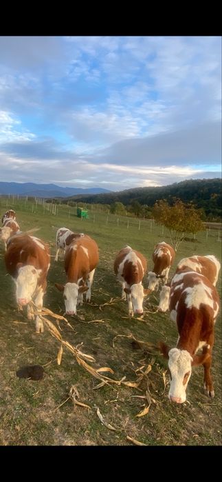 Juninci baltata romaneasca