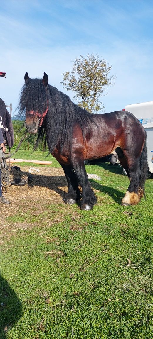 Vând iapa cu manza