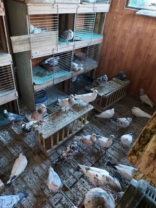 Vând porumbei voiajori