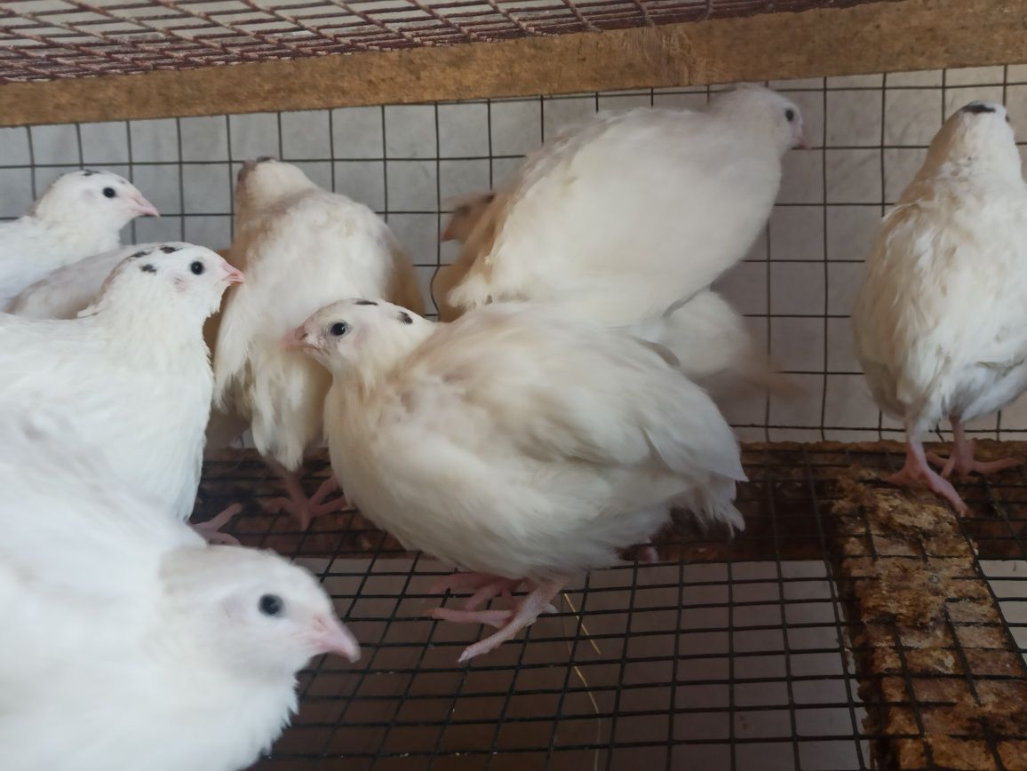 Bedana sotiladi manjur xamda beli gigant