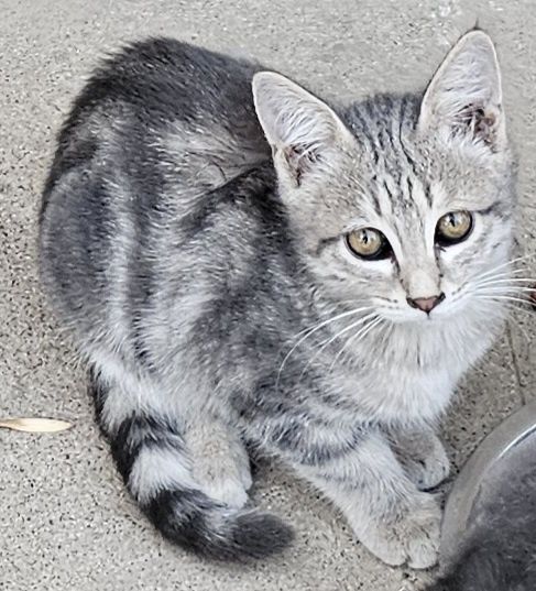 Котята бесплатно