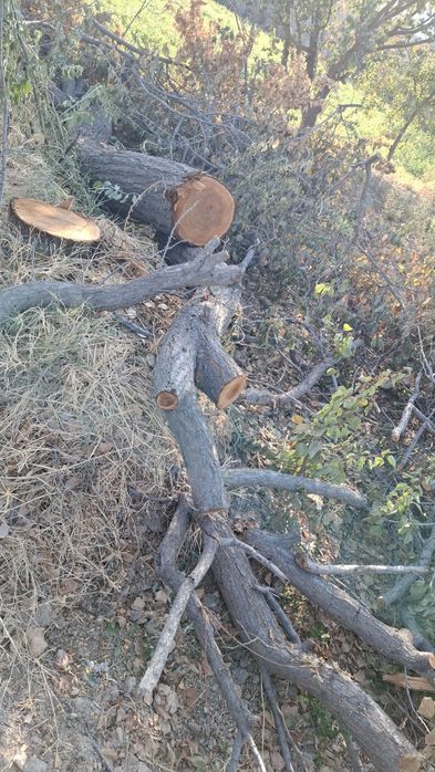 Залдори утинлари сотилади