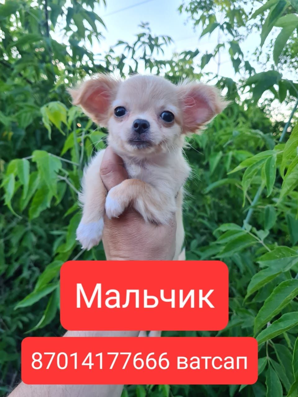 Продам щенков чихуахуа