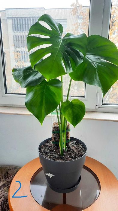Monstera (Philodendron) deliciosa / Dieffenbachia camilla