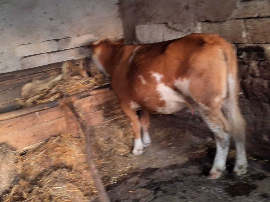 Vaca Tanara Gestanta