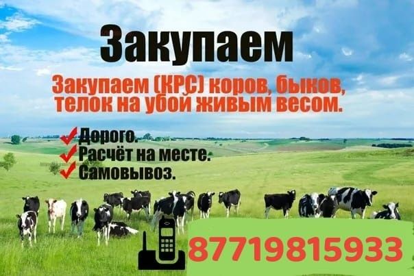 Коровы тёлки бычков баранов