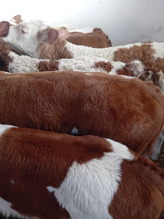 Taurasi și vitele baltati semiintarcati