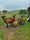 Vand 3 capre alpine franceze cu iezi