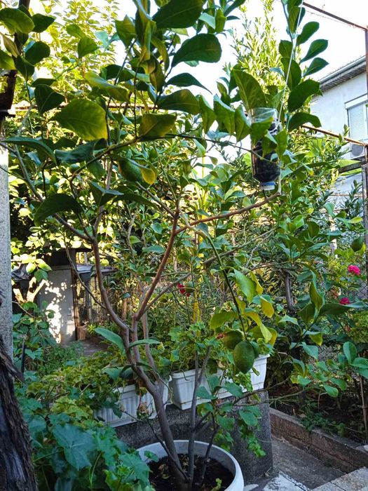 Продавам лимон,бенджамин,китайска роза