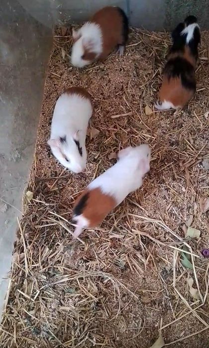 Марская свинкалар сотилади