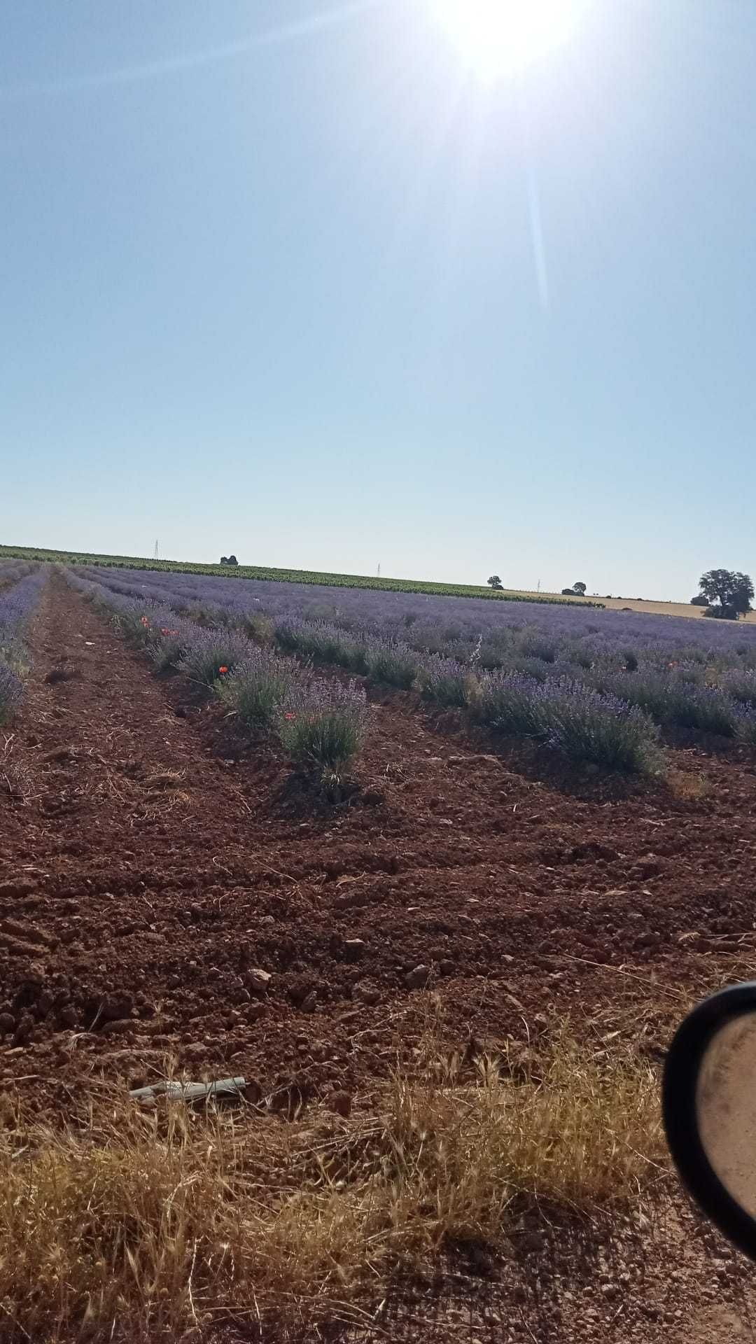Butasi de lavanda