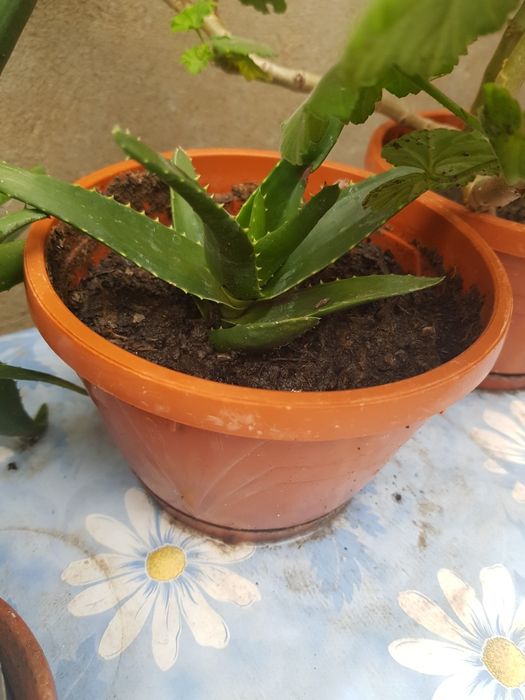 Aloe vera planta la ghiveci