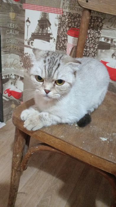 Продаётся шотландская вислоухая кошка, 5 лет