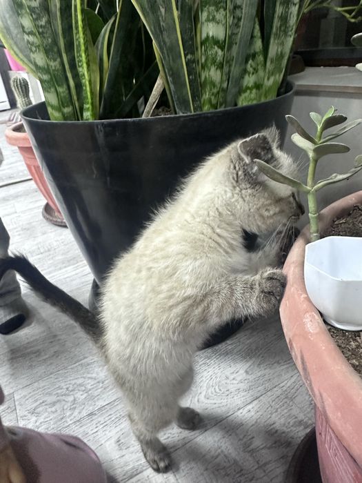 Siyamskiy tozasi 2oyli sotilad