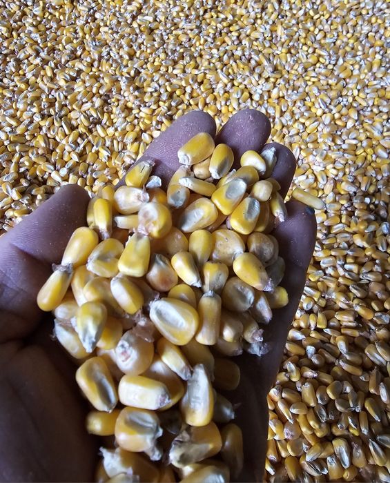 Porumb, mazare, orz, grâu, floarea-soarelui!