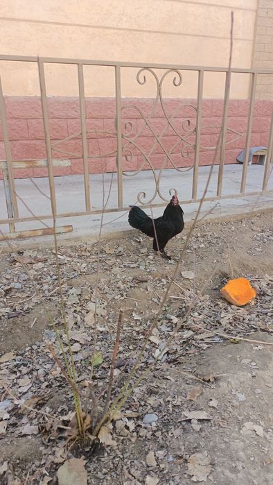 Японский тауык кораз сатылады.