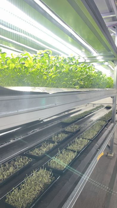 Продается готовый бизнес по выращиванию микрозелени