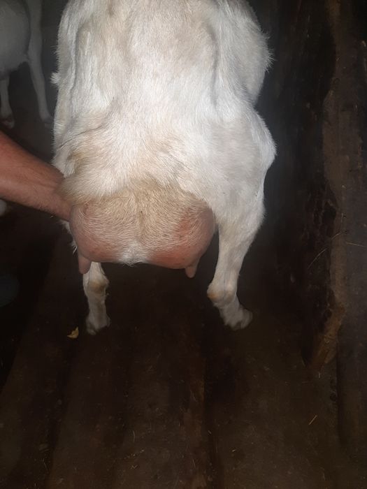 Vînd 4 capre și 1 țap