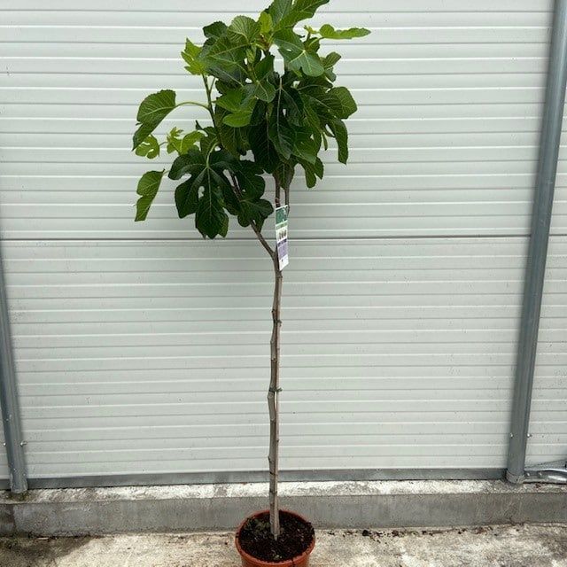 Smochin La Ghiveci (Toate Soiurile)