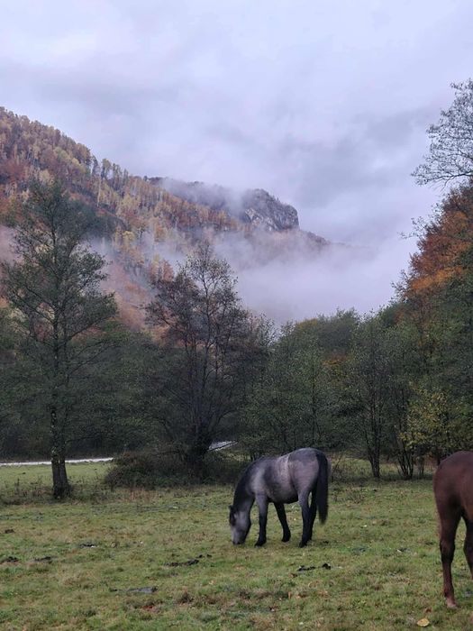 Mânză de vânzare.