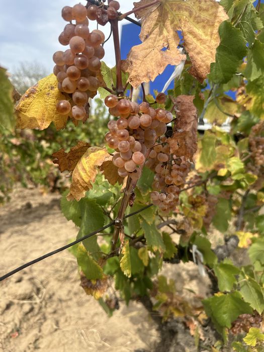 Struguri pentru vin productie 2025 din podgoriile Vrancei!