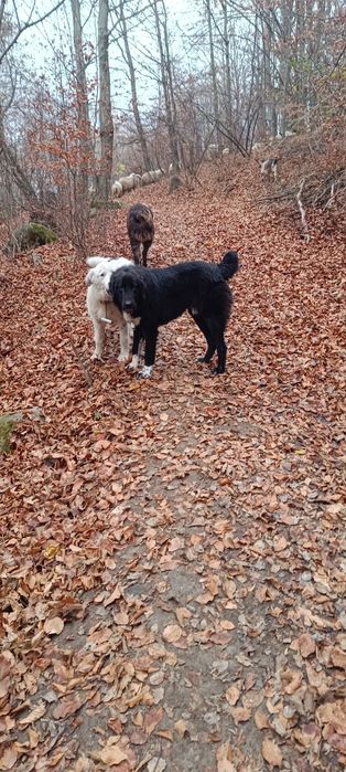 De vânzare oi și câini