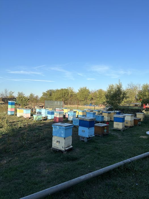 Miere polifloră, rapiță, salcâm, tei, floare