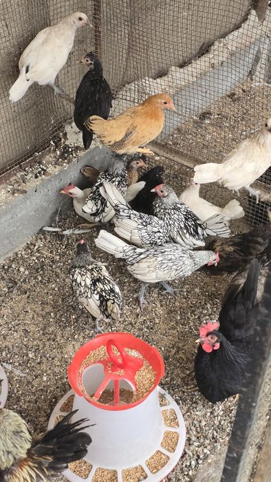 Pasari gaini bantam, sebright, chabo