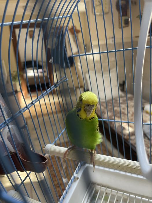 Peruș mascul culoare verde